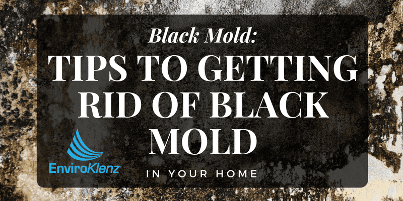 Black Mold: Tips to Getting Rid of Black Mold in Your Home