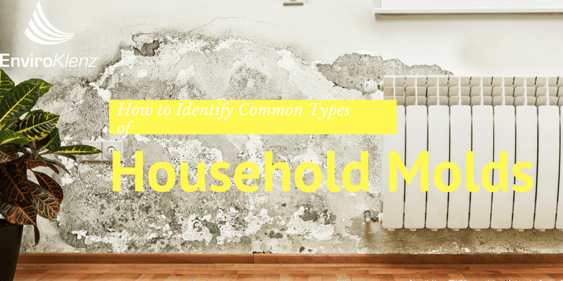 How to Identify Common Types of Household Molds