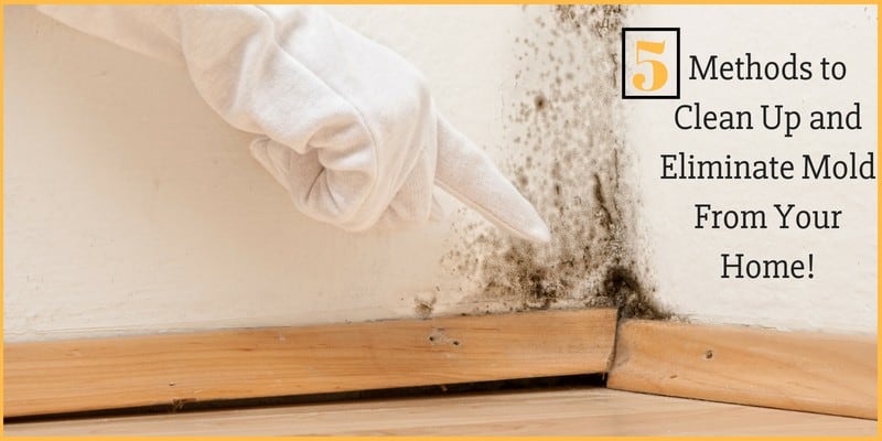 Methods to Clean Up and Eliminate Mold From Your Home