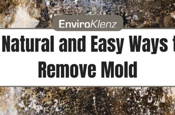 4 Natural and Easy Ways to Remove Mold