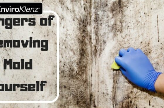 Dangers of Removing Mold Yourself