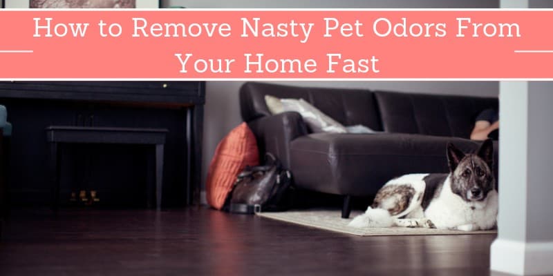 How to Remove Nasty Pet Odors From Your Home Fast