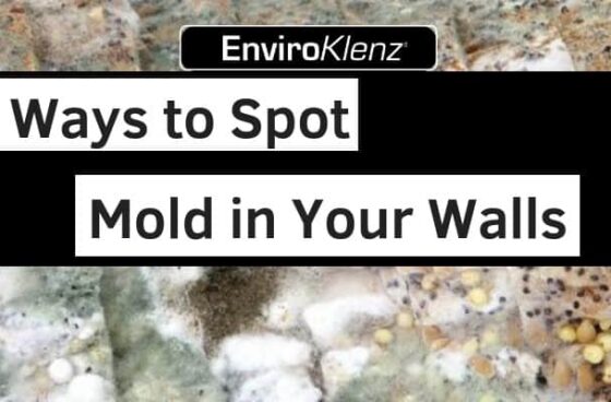 3 Ways to Spot Mold in Your Walls