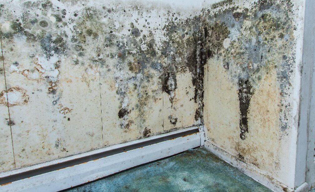 mold on walls